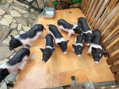 -HERRE·FARM 赫尔露营农场·团建聚会包场