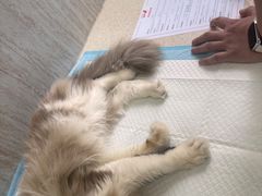 -爱派特动物医院·全科诊疗中心