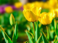 -长春公园(普阳街道)