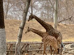 -北京野生动物园