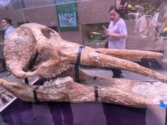 -陕西自然博物馆