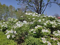 -洛阳市隋唐城遗址植物园