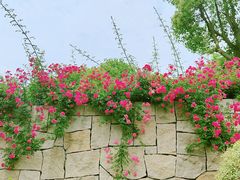 -九科绿洲