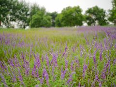 -上海山野camping·户外天幕烧烤·团建拓展营地