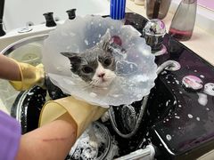 -北京观赏动物医院·24小时大型综合·猫专科·异宠专科