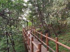 -苏家坨柳林村二月兰花海