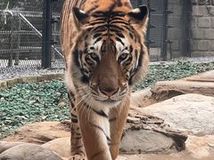 -北京野生动物园