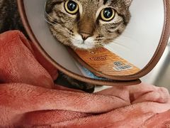 -艾吉宠物医院·疑难杂症转诊中心·猫友好(碧江路院)