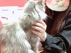 -猫色咖啡·猫咖