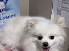 -半岛宠物医院24小时·内窥镜·牙科·碎石中心(府城大道店)