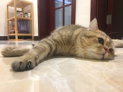 -猫大福·Fortune Cat猫舍(百子湾店)