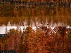 -白鹭湾湿地公园