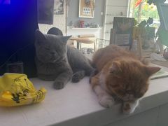 -平行世界·猫咖(首经贸店)