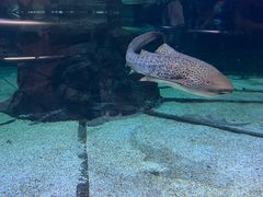 -香港海洋公园