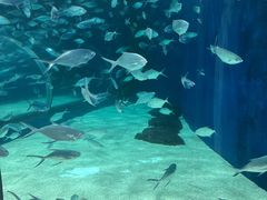 -上海海洋水族馆