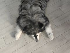 -Dog in Town Ekkamai