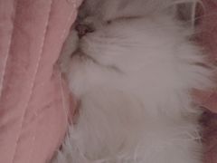 -猫大福·Fortune Cat猫舍(百子湾店)