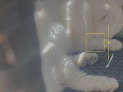 -喵屿·大理花园猫咖