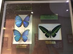 -上海昆虫博物馆