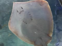 -上海海洋水族馆