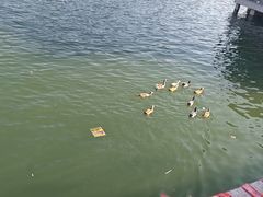 -朱仙镇启封故园景区