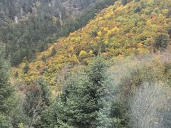 -如意林卡藏餐吧 (九寨沟店)