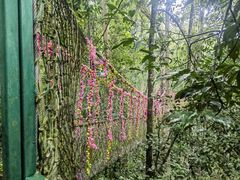 -西双版纳原始森林公园