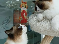 -爱洗澡的猫(天河路店)
