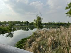 -贡湖湾湿地公园