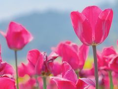 -径山花海