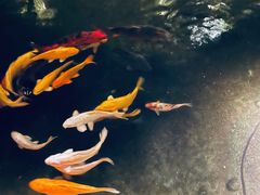 -广州白天鹅宾馆