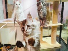 -十年猫舍·猫咪专门店(普陀店)