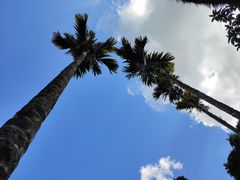 -海南槟榔谷黎苗文化旅游区