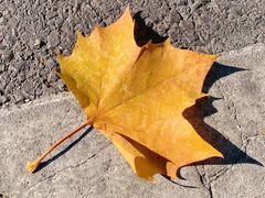 -吴酥生(宫廷酥饼昌里店)