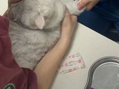 -瑞派康怡24h宠物医院·犬猫医疗中心·微创绝育(瑞景分院)