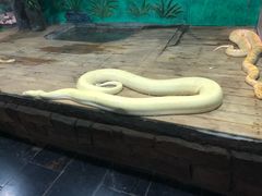 -辛玛王国游乐园