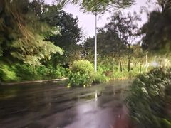 -王借岗森林公园