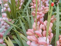 -三圣花乡旅游区