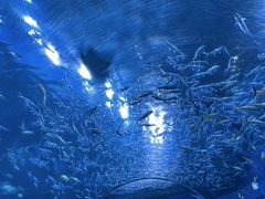 -成都浩海立方海洋公园