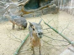 -大连森林动物园