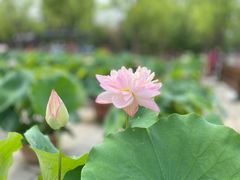 -莲花池公园