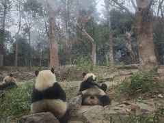 -都江堰中华大熊猫苑