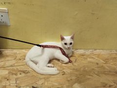 -猫色咖啡·猫咖