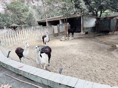 -成都动物园