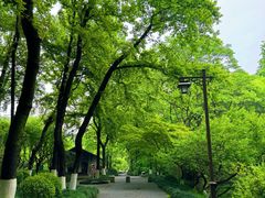 -杭州植物园