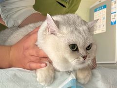 -艾吉宠物医院·疑难杂症转诊中心·猫友好(碧江路院)