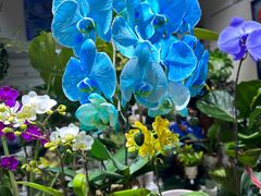 -朝来春花卉市场