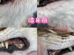 -爱洗澡的猫(望京店)