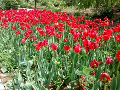 -洛阳郁金香牡丹园