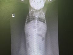 -雨林宠物医院 非犬猫异宠专科